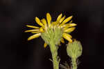 Coastal plain goldenaster